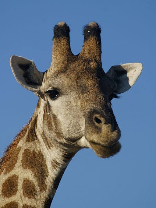 Employee Happiness giraffe
