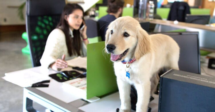 SnackNation-Office-Puppy-On-Desk