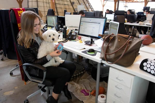 SnackNation-layla-dog-pet-office