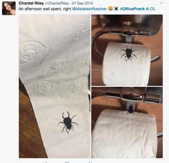 toilet paper spider